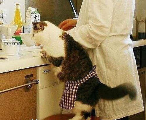 Кот Мурзик Новый Год Кот Мурзик Новый Год
